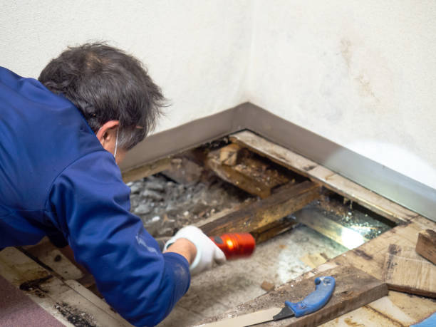 Best Industrial Mold Remediation in Hampton, TN