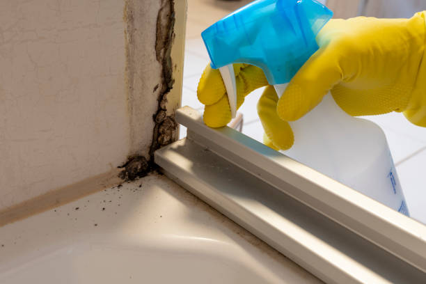 Best Black Mold Remediation in Hampton, TN