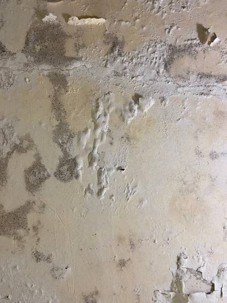 Best Preventive Mold Services in Hampton, TN