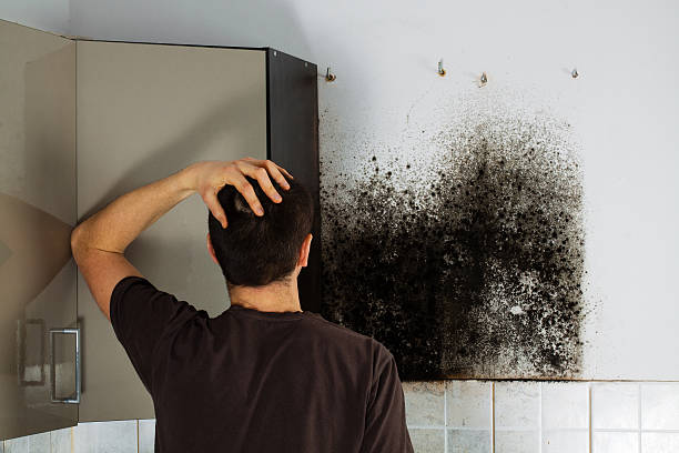 Best Health and Safety Mold Remediation in Hampton, TN